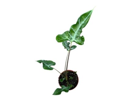 Snímek obrazovky 2025 11 21 210709