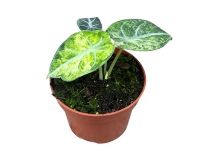 Snímek obrazovky 2025 11 21 210820