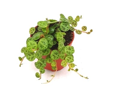 Snímek obrazovky 2025 11 21 211525