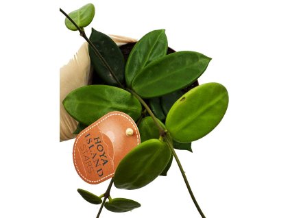 Hoya Vangviengiensis “řízek k zakořenění”