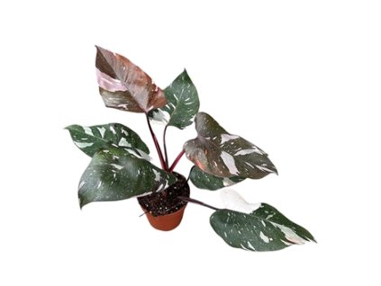 Snímek obrazovky 2025 11 21 212258