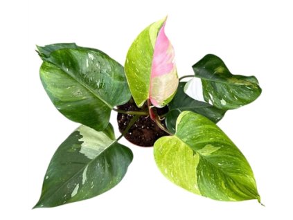 Snímek obrazovky 2025 11 21 212842