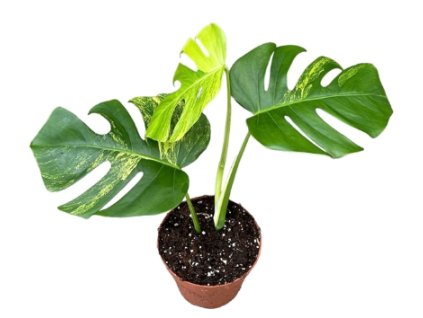 Snímek obrazovky 2025 11 21 213042