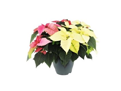 Snímek obrazovky 2025 11 22 183732