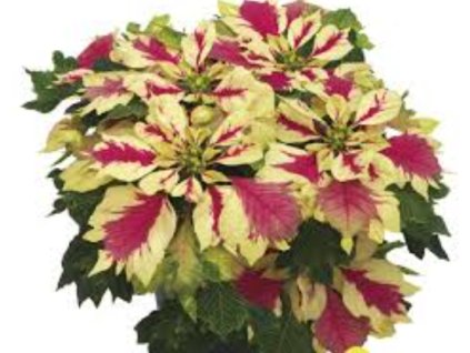 Snímek obrazovky 2025 11 23 162224