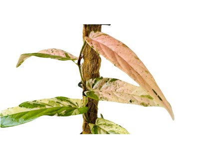Ficus Sagittata Variegata Pink řízek k zakořenění