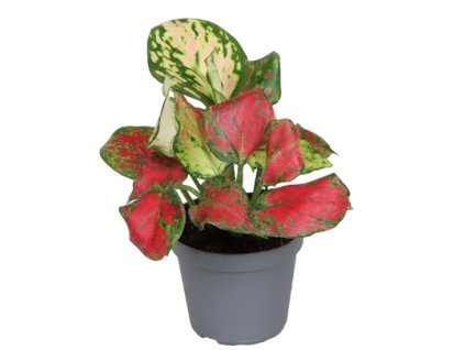 Snímek obrazovky 2025 11 29 211206