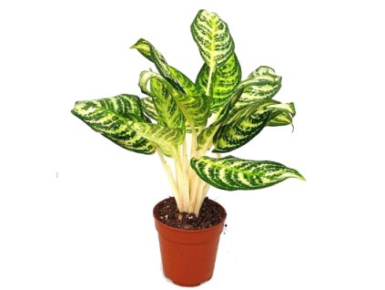 Snímek obrazovky 2025 11 29 211341