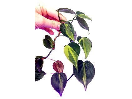 WhatsApp Image 2025 11 30 at 21.26.23