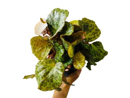 a65e775a 7550 490c 935d 7a95d805551b(1)