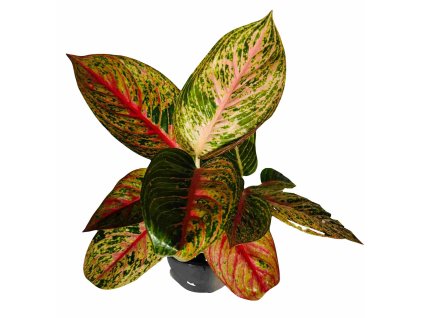 a0d7f543 009c 4b91 9f90 907f22e0aeb1