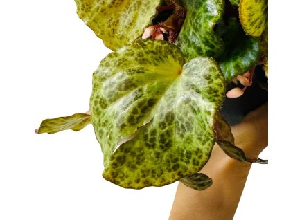 a65e775a 7550 490c 935d 7a95d805551b