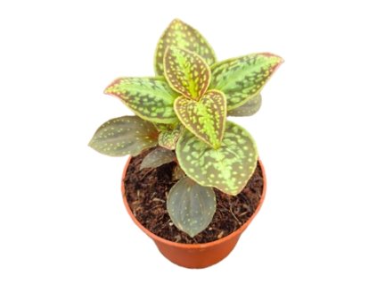 Snímek obrazovky 2025 12 12 203617