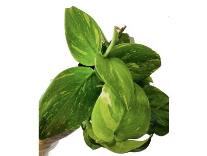 MagicEraser 260108 182759