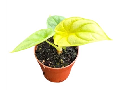 Snímek obrazovky 2025 12 12 205058