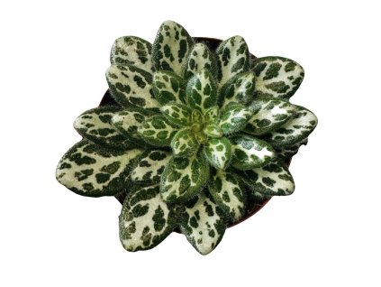 Primulina sinovietnamica