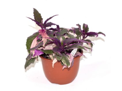 Snímek obrazovky 2026 01 09 093019