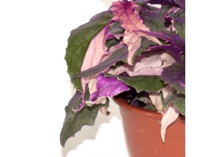 Snímek obrazovky 2026 01 09 093234