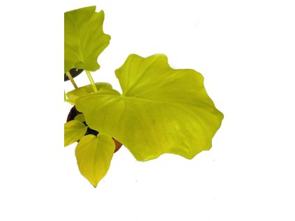 WhatsApp Image 2024 01 16 at 12.57.41 (6)