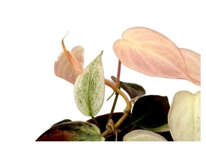 Snímek obrazovky 2026 01 09 104125