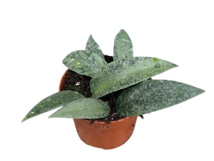 Snímek obrazovky 2026 01 11 144600