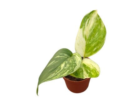 Snímek obrazovky 2026 01 11 163215