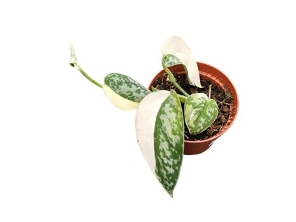 Snímek obrazovky 2026 01 11 163341