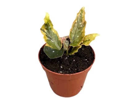 Snímek obrazovky 2026 01 13 123506