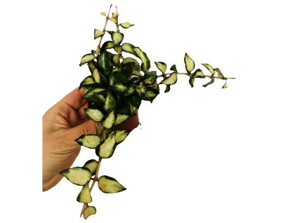 Hoya australis heuschkeliana variegata baby