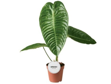 Snímek obrazovky 2026 01 16 115910