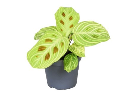 Snímek obrazovky 2026 01 17 140709