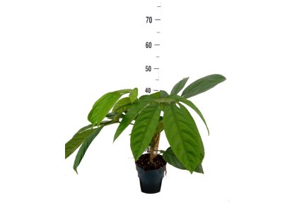 2f4a9615 32ff 4a7a 9862 9fdec53880b1