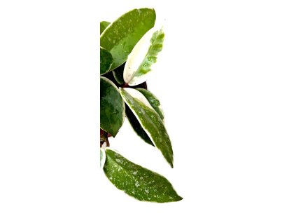 FullSizeRender 8c845660 87f2 4738 aa69 60219351c0e7