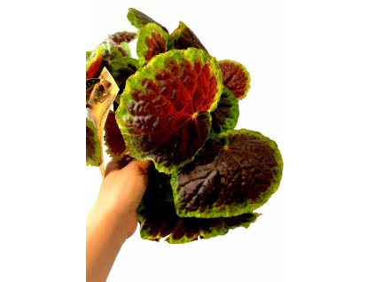 WhatsApp Image 2026 02 03 at 16.36.12