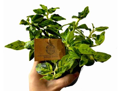 bf99a90b 9476 4eea baab fd32f68673e9