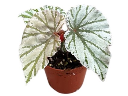 Snímek obrazovky 2026 02 10 085917