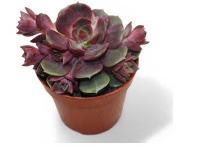 Snímek obrazovky 2026 02 13 124340