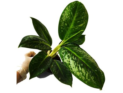 a903bd96 3aea 43ff ac0f 51d6c8476a7a(1)