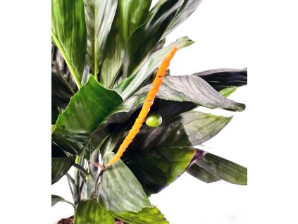 Chamaedorea metallica "Metalic palm" řízek s kořínky