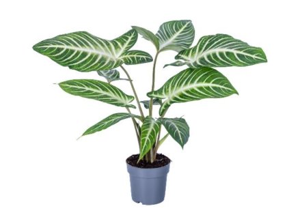 Snímek obrazovky 2026 02 25 110143