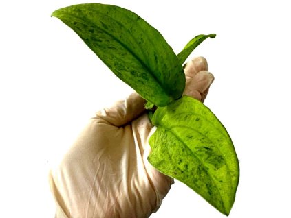 WhatsApp Image 2026 02 27 at 09.52.35