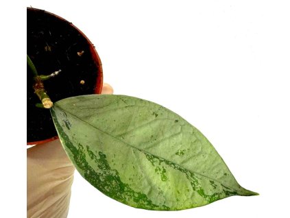 WhatsApp Image 2026 02 27 at 09.52.36