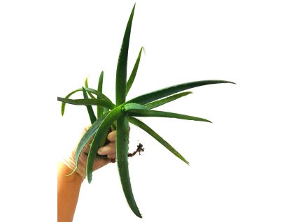 WhatsApp Image 2026 03 03 at 10.41.26