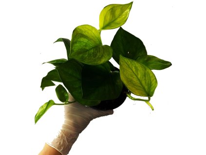 WhatsApp Image 2026 03 17 at 14.14.07