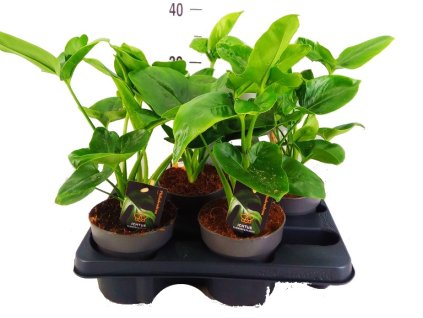 e8e980f7 d541 4c7c 84ec 96e1324b3785