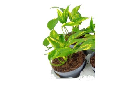 d45b1320 b28a 42ef 9337 aeb05fec3f25