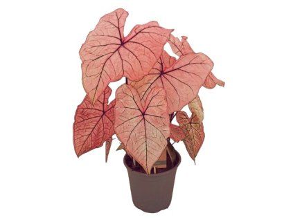 Caladium "Spring Fling" XXL