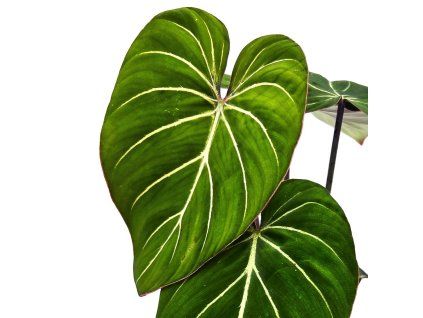 Philodendron gloriosum "Zebra"