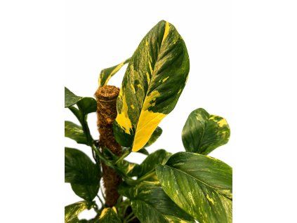 ChatGPT Image 7. 5. 2026 09 50 05