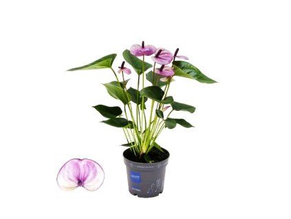 Anthurium andraeanum "Laguna"